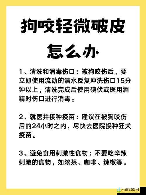 狗狗物品又硬又烫时的应对办法