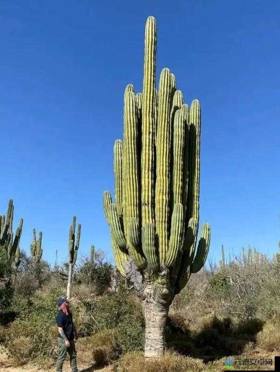 如果的世界巨型仙人掌打法及技巧推荐攻略