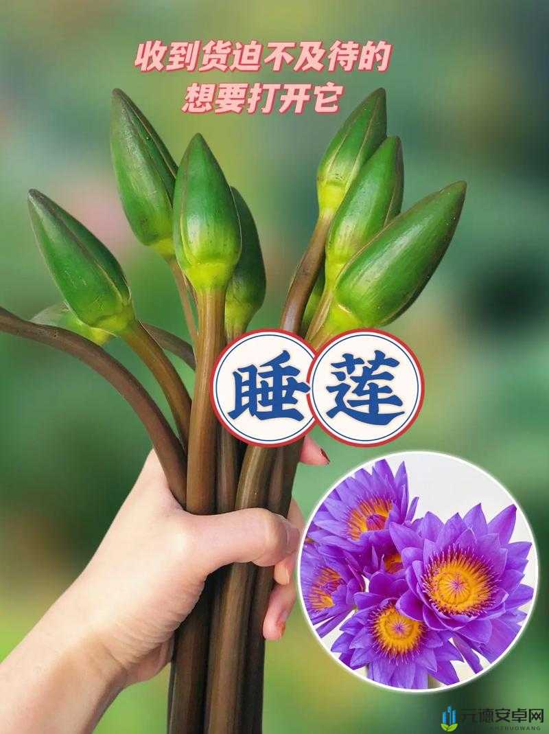 女性半夜莲花开放的治疗方法：实用指南