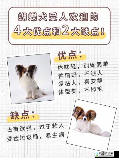 明日犬只训练：寻回犬的技能培养与实战指南