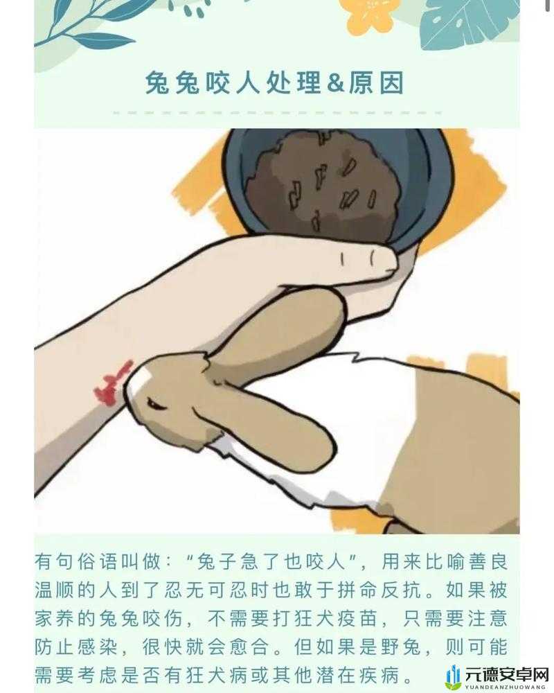 小兔兔被咬的感觉是什么：探究与思考