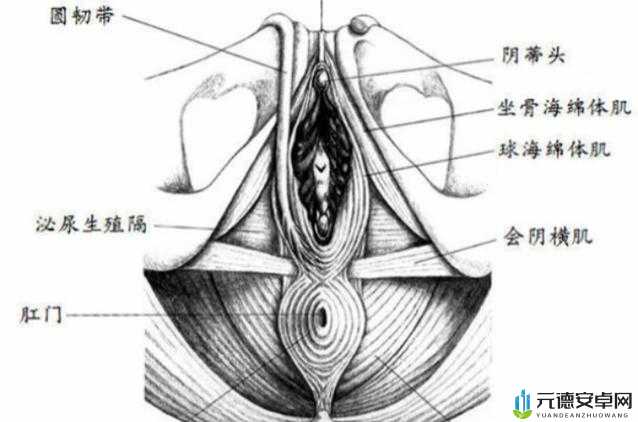 完整大荫蒂毛毛特写：女性生殖器官的自然之美