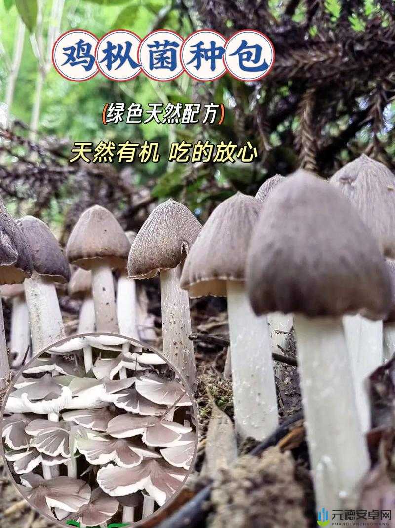 精产国品一二三产区蘑菇视频：蘑菇的精彩世界